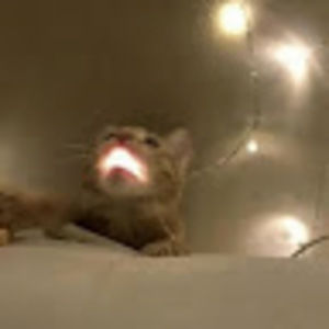 Meet your Posher, Nexsub